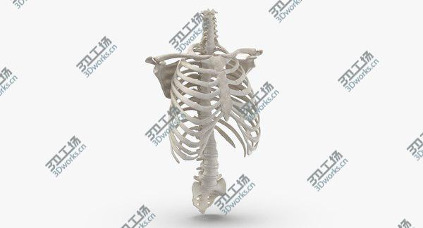 images/goods_img/20210312/3D Real Human Rib Cage Spine Calvicle and Scapula Bones Anatomy With Intervertibral Disks White 01/1.jpg